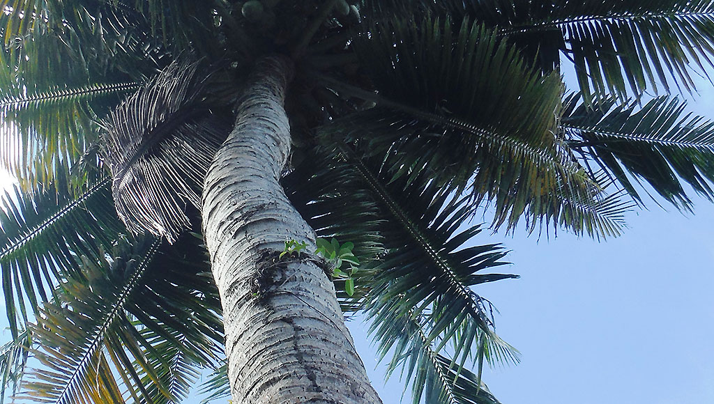 coconut tree from below image