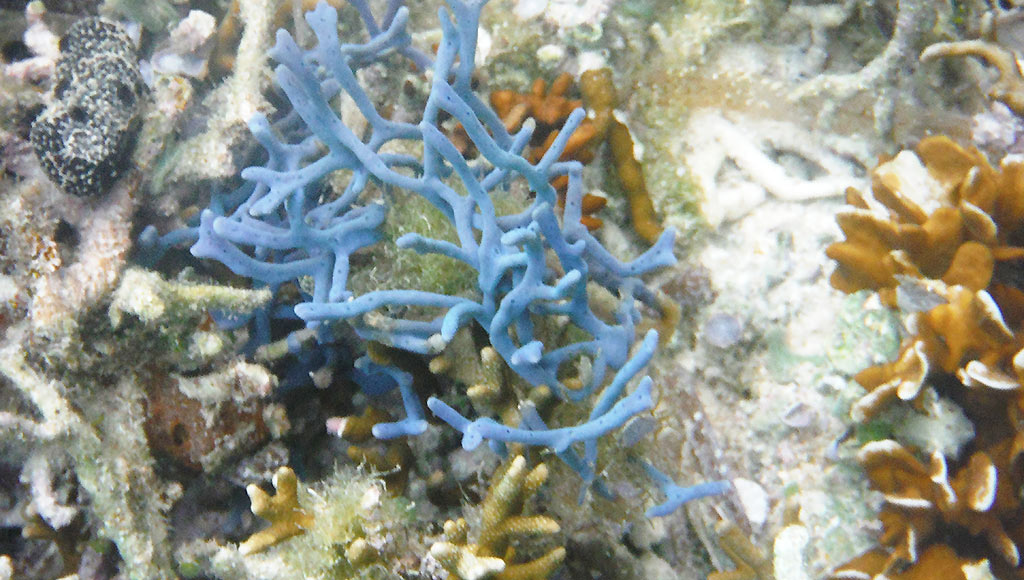 blue coral image