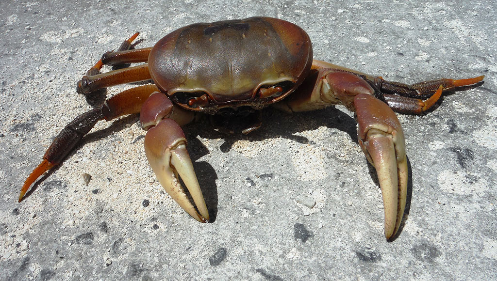 medium crab image