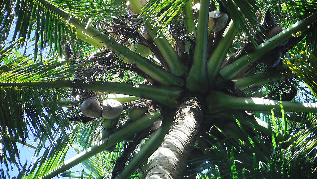 coconut tree image